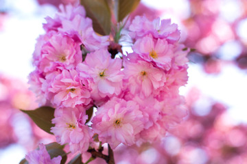 Sakura branch blooms. Gentle pink spring. Nature wakes up. Heart shaped sakura