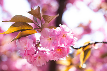 Sakura branch blooms. Gentle pink spring. Nature wakes up