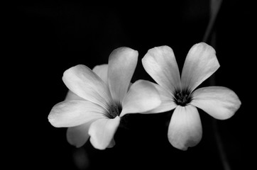 white flower on black background