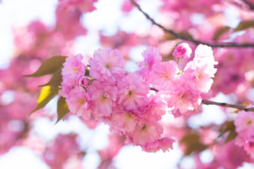 Sakura branch blooms. Gentle pink spring. Nature wakes up
