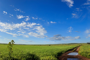  Hilly landscape with corn field immature dominated by clouds: Alta Murgia National Park, Apulia (Italy).