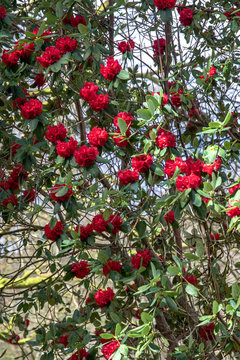 Red camellias 