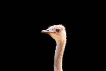 Head ostrich isolated on black background