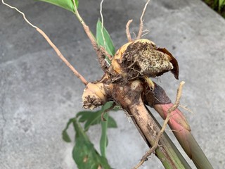 Galanga on cement background, Thai herbs for disease treatment and cooking, Alpinia galanga