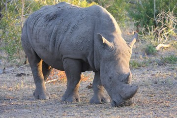 un rhinocéros dans la savane en Afrique du Sud