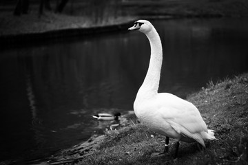 Beautiful swan on lake. Black and white photo.
