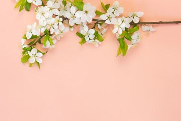 Spring concept. Branch of cherry tree with white flowers on pale pink background. Copy space.
