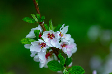 Sakura branches bloom in the garden