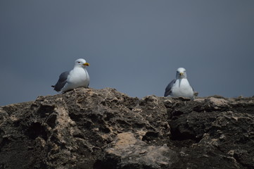 Pretty Couple Of Seagulls Posed Near The Grotto Of The Mouth Of Hell In Cascais. Photograph of Street, Nature, architecture, history, Geology. April 15, 2014. Cascais, Lisbon, Portugal.