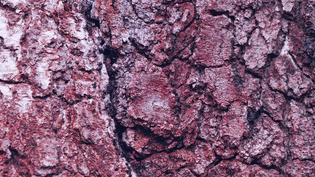 Hardworking black ants on tree. The life of an ant colony. UHD 4k video