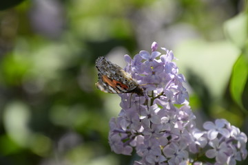 Butterfly Vanessa cardui on lilac flowers. Pollination blooming lilacs.