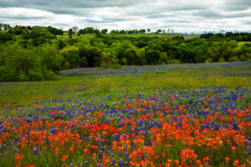 Bluebonnets and Indian Paintbush in the Texas Hill Country, Texas