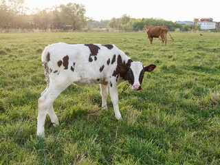 Fototapeta na wymiar Cows grazing in a sunny meadow in spring