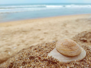 Fototapeta na wymiar Shell on the beach