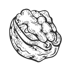 Walnut nut sketch engraving vector illustration. Scratch board style imitation. Black and white hand drawn image.
