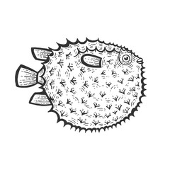Fugu poisonous toxic fish animal sketch engraving vector illustration. Scratch board style imitation. Black and white hand drawn image.
