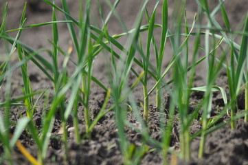 young garlic in the garden. green sprouts on excavated earth