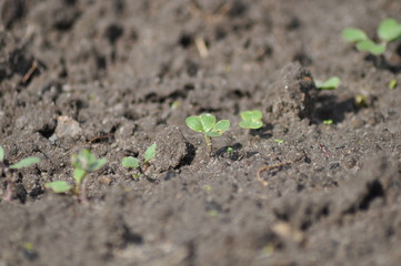 green sprouts on excavated earth.radish sprouts in the garden