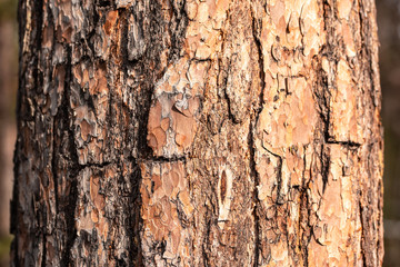 Texture of bark of a pine tree close-up view