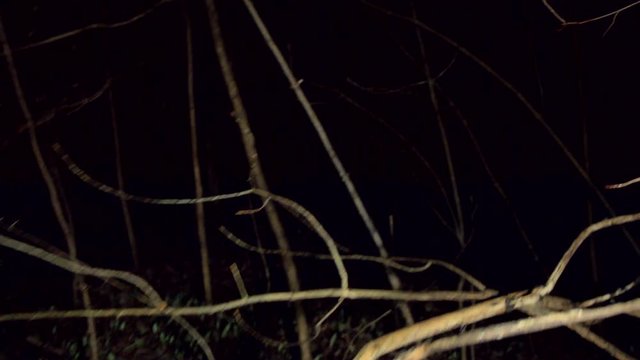 POV shot walking/running through dark spooky forest at nightEscaping from monsters or other scary stuff through the forest, with tree branches all around. Someone is chasing you and wants to eat you.