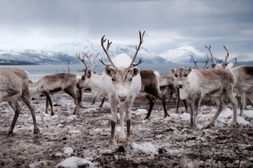 Reindeer in Tromso