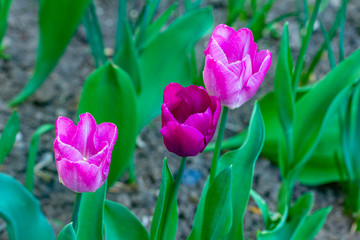 colorful spring tulips varieties Triumph