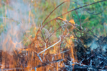 Bush on fire outdoor. Burning dry grass. Fire and smoke. background conceptual Dangerous fires and smokes