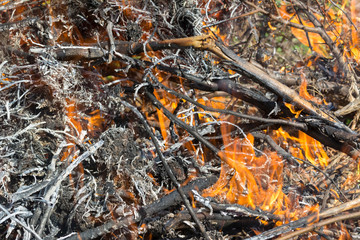 Bush on fire outdoor. Burning dry grass. Fire and smoke. background conceptual Dangerous fires and smokes