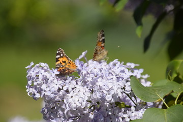 Butterfly Vanessa cardui on lilac flowers. Pollination blooming lilacs.