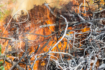 Bush on fire outdoor. Burning dry grass. Fire and smoke. background conceptual Dangerous fires and smokes