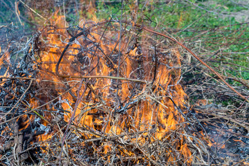 Bush on fire outdoor. Burning dry grass. Fire and smoke. background conceptual Dangerous fires and smokes