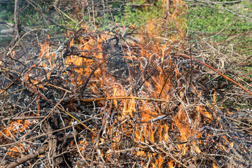 Bush on fire outdoor. Burning dry grass. Fire and smoke. background conceptual Dangerous fires and smokes