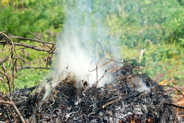 Bush on fire outdoor. Burning dry grass. Fire and smoke. background conceptual Dangerous fires and smokes
