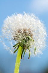 Dandelion. blue sky on background and dandelion. Dandelions full of seeds ready to fly, close up sunny day