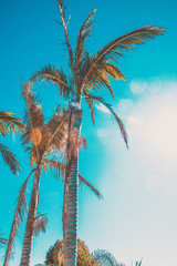 palm tree on background of blue sky with clouds