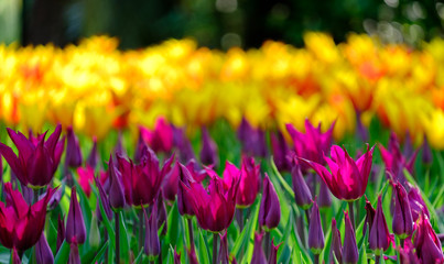 Tulips in vibrant colours in  Lisse, Netherlands. Photographed in HDR high definition.