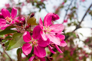 Background blooming beautiful pink cherries in raindrops on a sunny day in early spring close up, soft focus