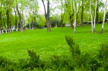 Fototapeta na wymiar spring city Park - blooming flower and trees, bright green grass
