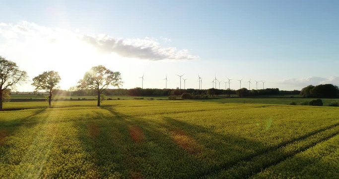 Drohnen Flug- und Luftaufnahme &uuml;ber einem Rapsfeld