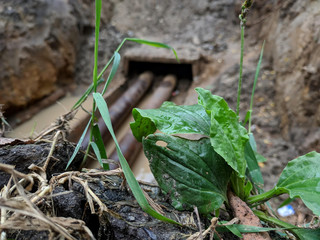 plantain by the ditch