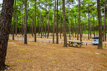Forêt des landes
