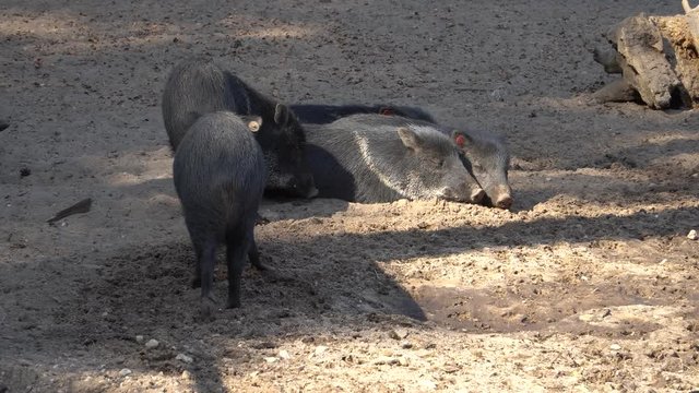 The collared peccary (Pecari tajacu) living in the zoo. A species of mammal in the family Tayassuidae. This animal found in North, Central, and South America.