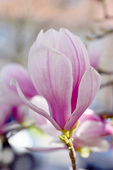 Obraz na płótnie Canvas Blooming magnolia flower tree in nature.