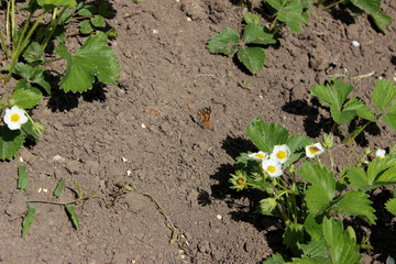 Blooming strawberries. Sunny day. Green foliage and white flowers. Around fly butterflies and insects. Grows on black earth. Village garden. Krasnodar region.