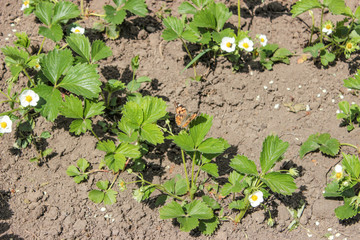 Blooming strawberries. Sunny day. Green foliage and white flowers. Around fly butterflies and insects. Grows on black earth. Village garden. Krasnodar region.