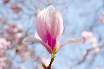 Fototapeta premium Blooming magnolia flower tree in nature.