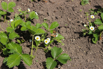 Blooming strawberries. Sunny day. Green foliage and white flowers. Around fly butterflies and insects. Grows on black earth. Village garden. Krasnodar region.