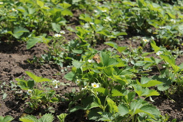 Fototapeta premium Blooming strawberries. Sunny day. Green foliage and white flowers. Around fly butterflies and insects. Grows on black earth. Village garden. Krasnodar region.