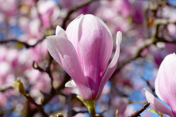 Blooming magnolia flower tree in nature.