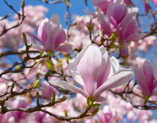 Blooming magnolia flower tree in nature.